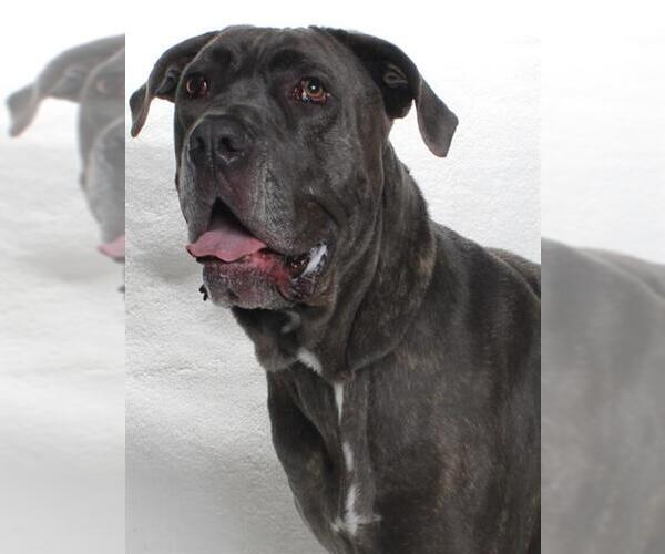 Medium Photo #2 Mastiff Puppy For Sale in Burbank, CA, USA