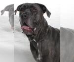 Small #1 Mastiff