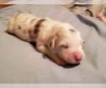 Small Photo #9 Australian Shepherd Puppy For Sale in HERNANDO, MS, USA