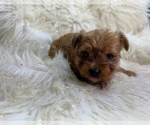 Yorkshire Terrier Puppy for sale in HAYWARD, CA, USA