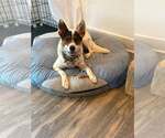 Pippa - Female Collie-Unknown Mix Dog for Adoption - Small photo