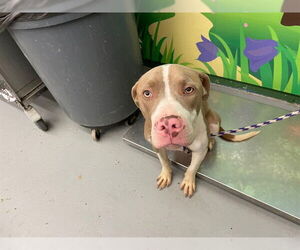 American Pit Bull Terrier Dogs for adoption in Waco, TX, USA