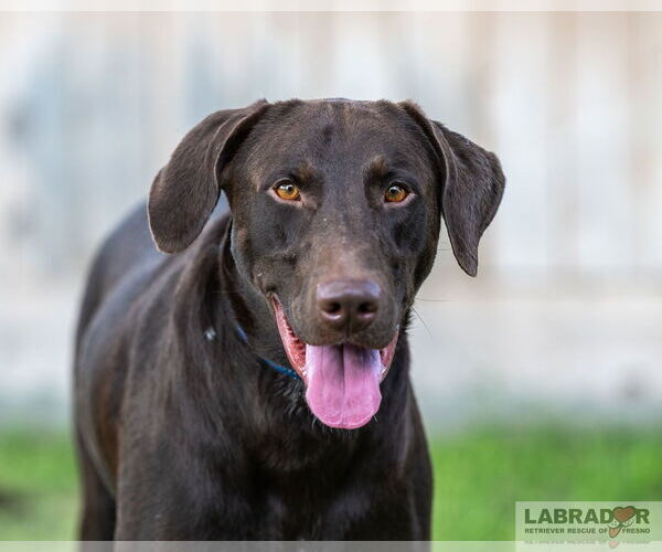 Medium Photo #2 Labrador Retriever Puppy For Sale in Clovis, CA, USA