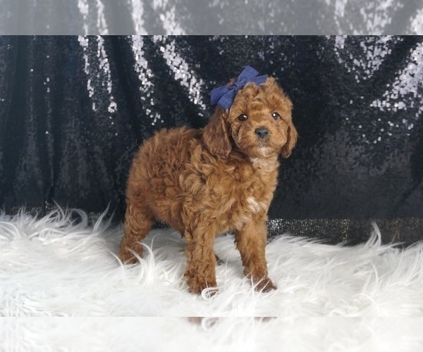 Medium Photo #2 Poodle (Toy) Puppy For Sale in WARSAW, IN, USA