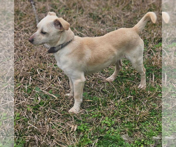 Medium Photo #4 Chihuahua-Unknown Mix Puppy For Sale in Wakefield, RI, USA
