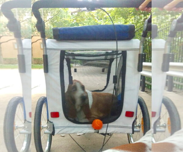 Medium Photo #10 Basset Hound Puppy For Sale in Carrollton, TX, USA