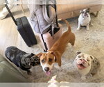 Small #2 American Staffordshire Terrier-Boxer Mix