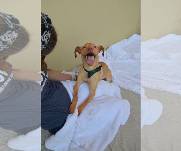 Medium Photo #3 Mutt Puppy For Sale in McKinney, TX, USA