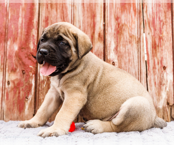 Medium Photo #75 Mastiff Puppy For Sale in WAKARUSA, IN, USA