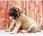 Small Photo #75 Mastiff Puppy For Sale in WAKARUSA, IN, USA