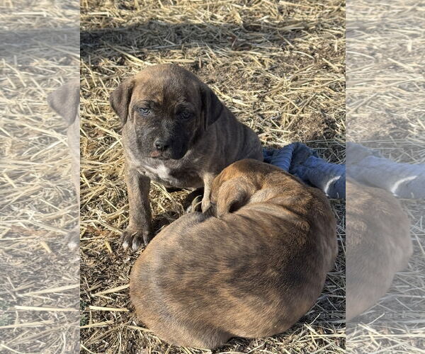Medium Photo #2 Catahoula Leopard Dog-Unknown Mix Puppy For Sale in Chama, NM, USA