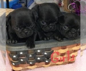 Pug Puppy for sale in BELLEVIEW, FL, USA