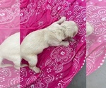 Small #11 English Cream Golden Retriever