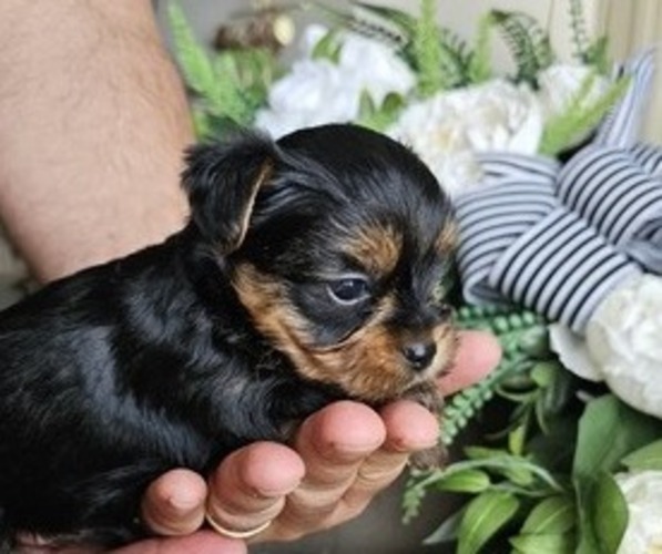 Medium Photo #1 Yorkshire Terrier Puppy For Sale in SALEM, OR, USA