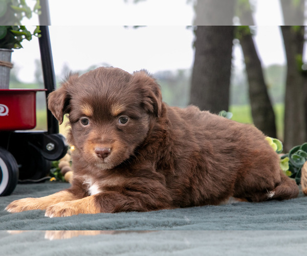 Medium Photo #3 Miniature Australian Shepherd Puppy For Sale in CHRISTIANA, PA, USA