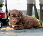 Small #2 Miniature Australian Shepherd