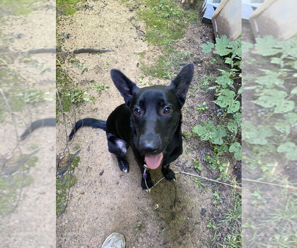 Medium Photo #1 Mutt Puppy For Sale in Brewster, NY, USA