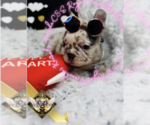 Small Photo #7 French Bulldog Puppy For Sale in ATHENS, GA, USA