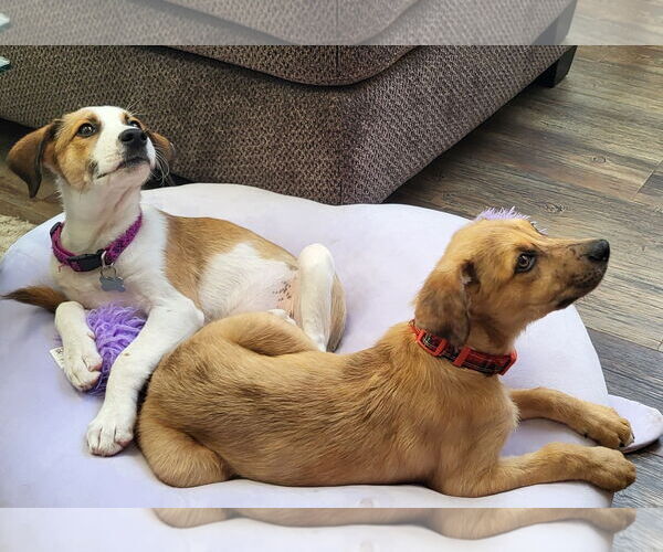 Medium Photo #3 Mutt Puppy For Sale in Newport Beach, CA, USA