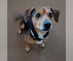 Small #6 Beagle Mix