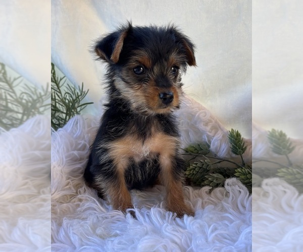 Medium Photo #2 Yorkshire Terrier Puppy For Sale in ROCK STREAM, NY, USA