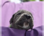 Small Photo #3 Great Dane Puppy For Sale in ALVARADO, TX, USA