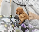 Small #2 Golden Retriever