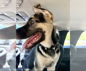 Belgian Malinois Puppy for sale in STONE MOUNTAIN, GA, USA