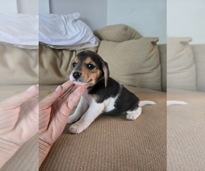 Beagle Puppy for sale in APPOMATTOX, VA, USA