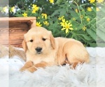 Small Golden Retriever