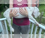 Small Photo #51 Great Dane Puppy For Sale in SPRAGGS, PA, USA