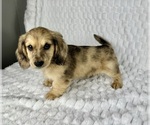 Small Photo #6 Dachshund Puppy For Sale in FRANKLIN, IN, USA