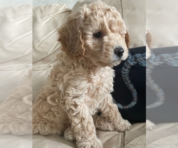 Medium Photo #1 Goldendoodle mix (+ Poodle Miniature) Puppy For Sale in WICHITA FALLS, TX, USA