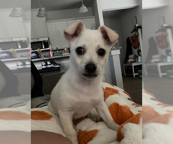 Medium Photo #1 Chihuahua Puppy For Sale in San Antonio, TX, USA
