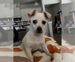 Chihuahua Dogs for adoption in San Antonio, TX, USA