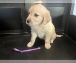 Puppy Purple Golden Retriever