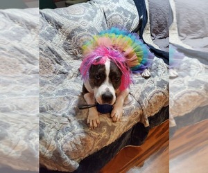 Doula - Female American Staffordshire Terrier-Unknown Mix Dog for Adoption - Photo #3