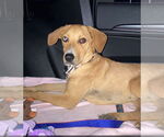 Small #4 Labrador Retriever Mix