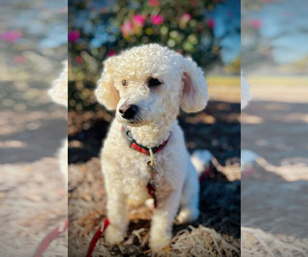 Medium Photo #3 Cock-A-Poo Puppy For Sale in Pacolet, SC, USA