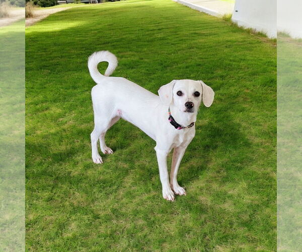Medium Photo #4 Beagle Puppy For Sale in Menifee, CA, USA