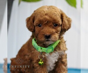 Poodle (Toy) Puppy for sale in EAST EARL, PA, USA