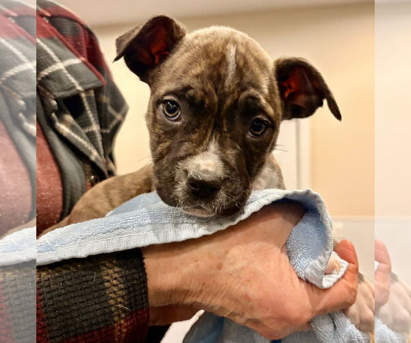 Medium Photo #1 Mutt Puppy For Sale in Clarkston, MI, USA