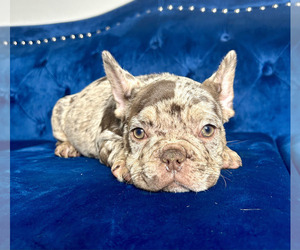 French Bulldog Puppy for sale in SEATTLE, WA, USA