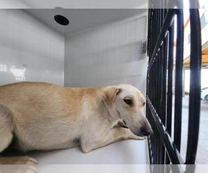 Labrador Retriever-Unknown Mix Dogs for adoption in Houston, TX, USA