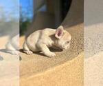 Small Photo #10 French Bulldog Puppy For Sale in BURBANK, CA, USA