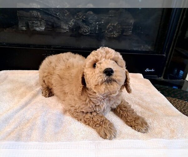 Medium Photo #4 Cock-A-Poo Puppy For Sale in PELHAM, NH, USA