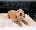 Small Photo #4 Cock-A-Poo Puppy For Sale in PELHAM, NH, USA