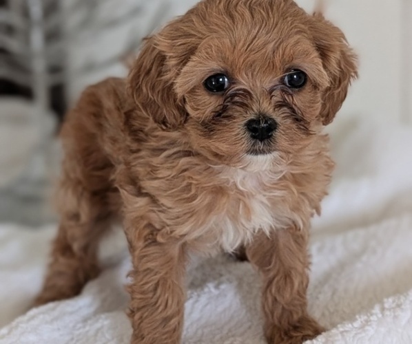Medium Photo #15 Cavapoo (Miniature) Puppy For Sale in GOSHEN, IN, USA