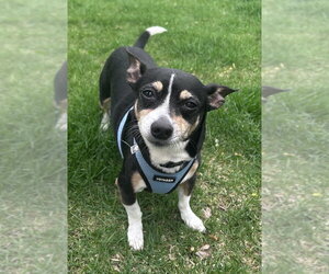 Chihuahua Dogs for adoption in Mundelein, IL, USA
