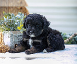 Small Photo #10 Aussiedoodle Miniature  Puppy For Sale in MILLERSBURG, OH, USA